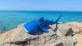 Whale Shark Articualted Figure