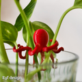 Octoplant Water Propagation Octopus