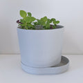 Planter 03